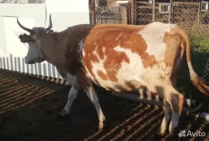 Корова дойная с теленком