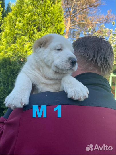 Щенки Алабая