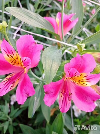 Альстромерия от производителя,оптом и в розницу