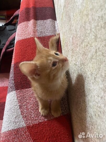 Отдам даром котенка