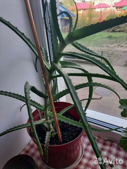 Алоэ столетник