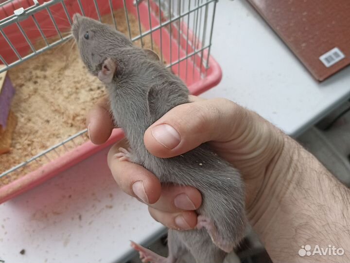 Крыса дамбо клеткой