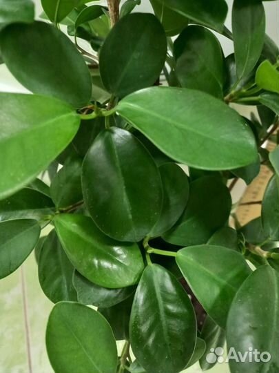 Фикус макломе