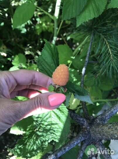 Много Разновидностей хост. Гортензии. В Токсово