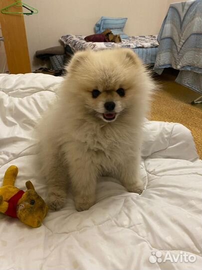 Передержка домашних животных