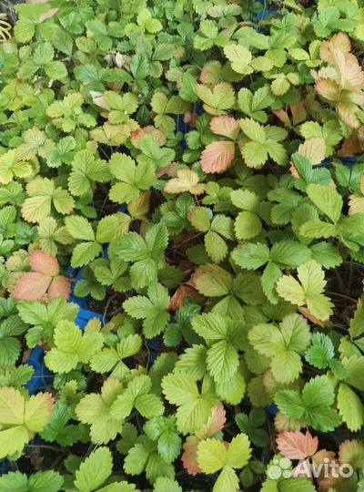 Земляника садовая рассада