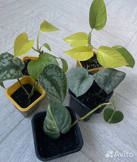 Лиана сциндапсус/эпипремнум