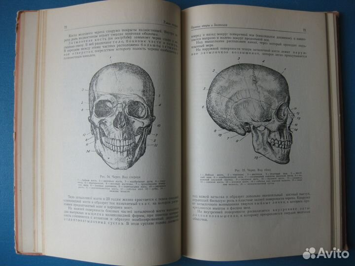 Павлов Г.М.,Павлова В.Н. Пластическая анатомия. 19