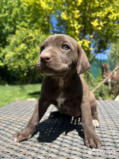 Щенки курцхаара