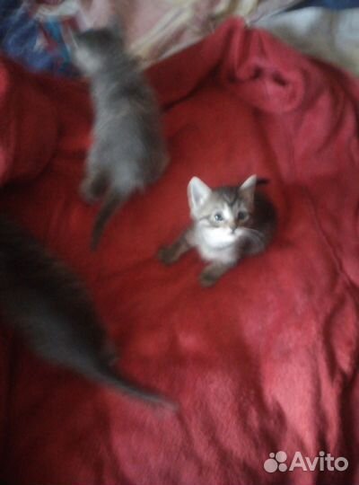 Котята