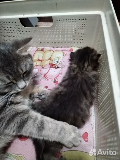 Отдам в добрые руки, котенка