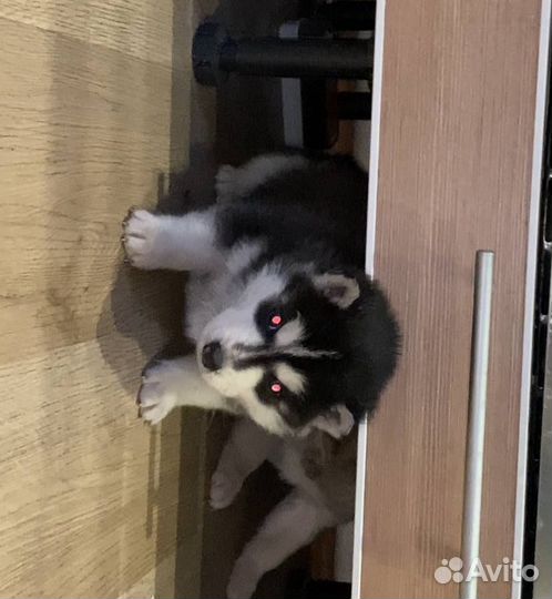 Щенки хаски