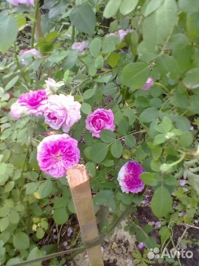 Роза плетистая