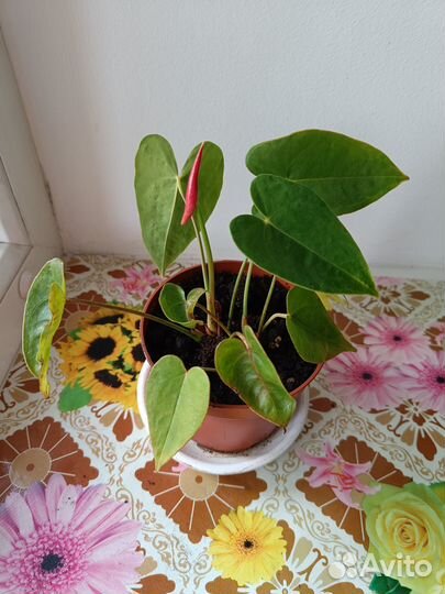 Комнатные цветы антуриум