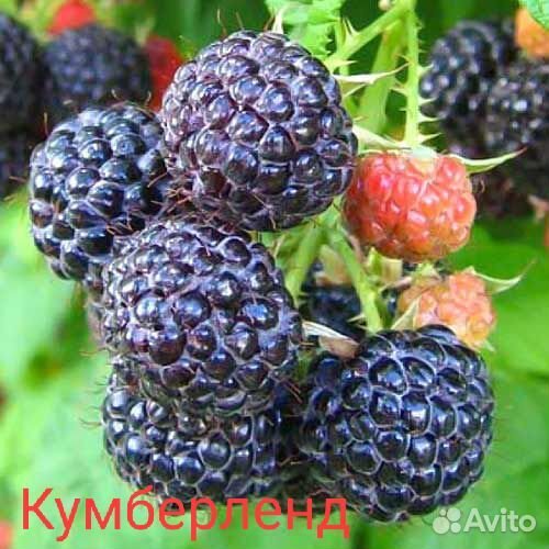 Саженцы малины