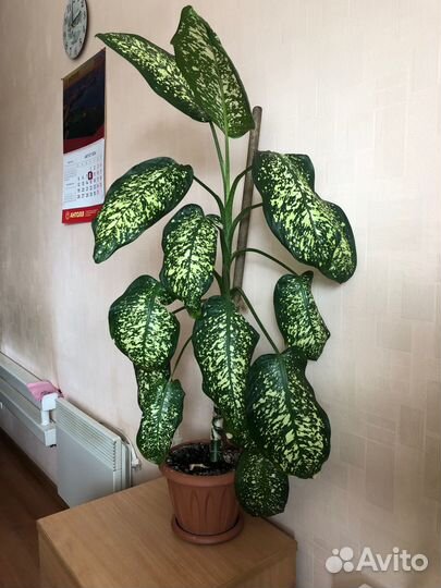 Диффенбахия