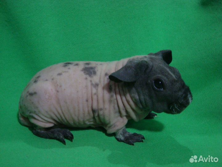 Морская свинка скинни