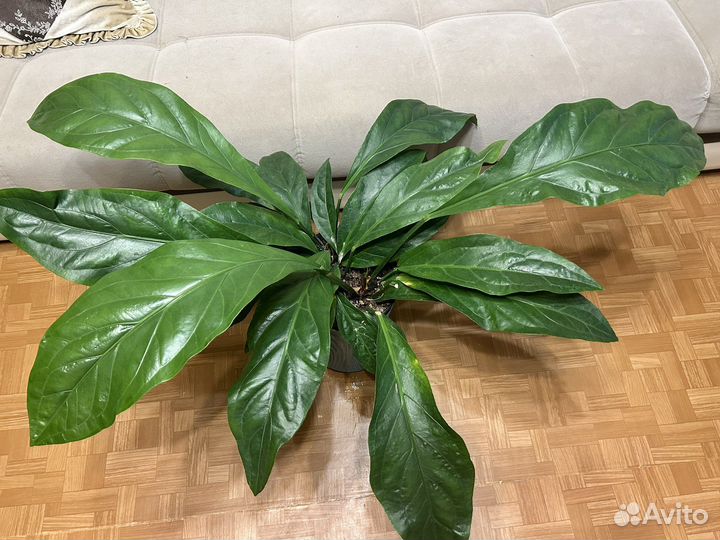 Комнатные цветы антуриум