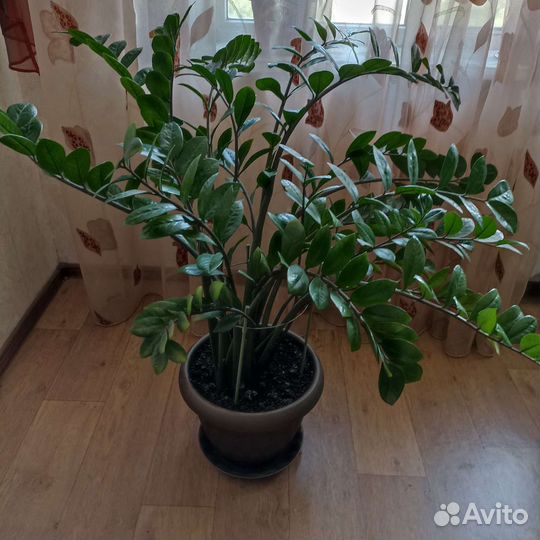 Замиокулькас