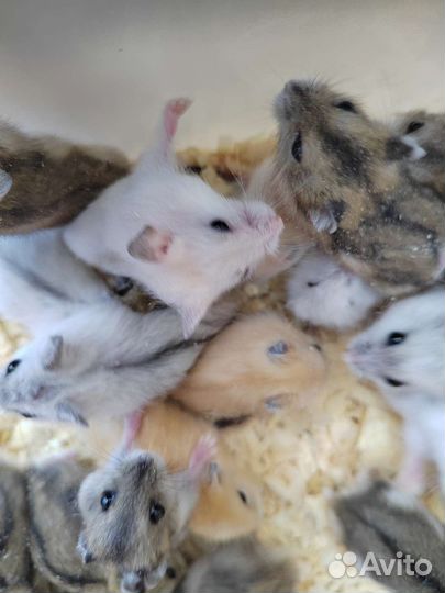 Джунгарский хомяк