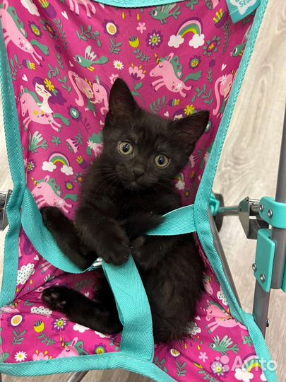 Котята смесь шотландских