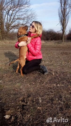 Дрессировка индивидуально