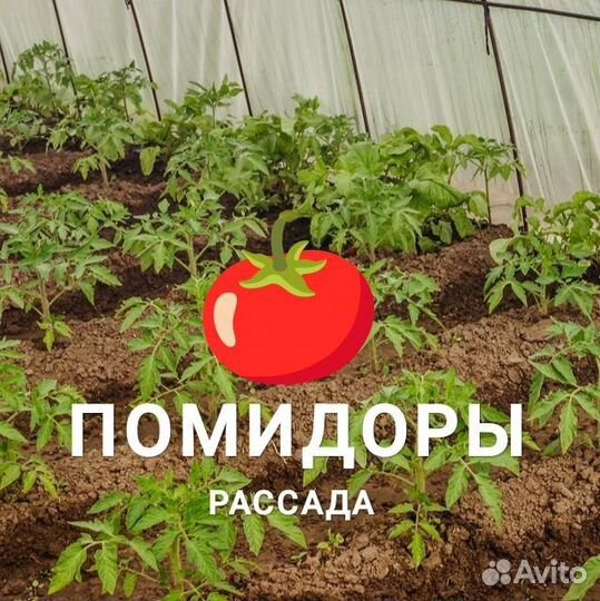 Рассада помидоров томатов