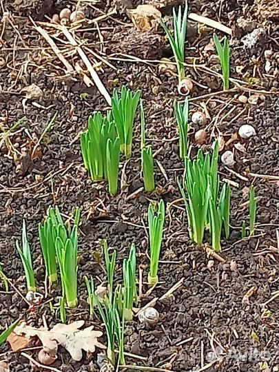 Нарцысы луковицы