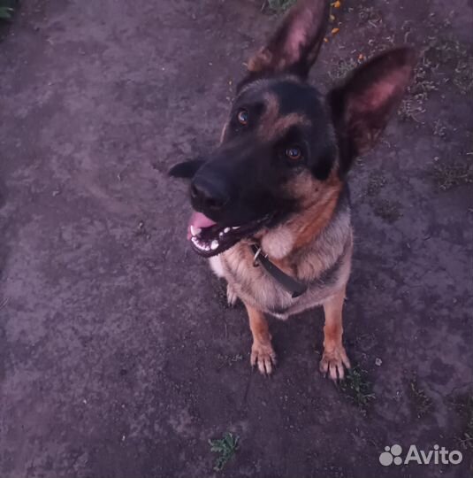 Немецкая овчарка