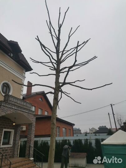 Обрезка деревьев