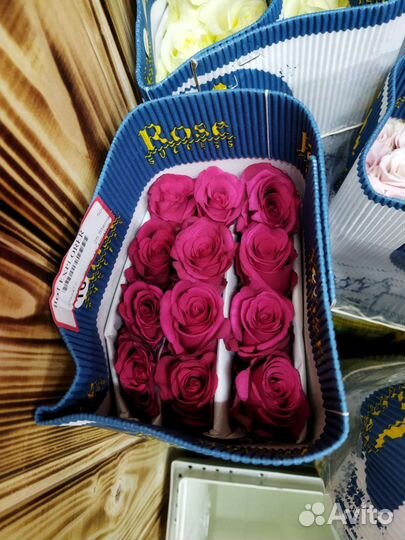 Голландские розы