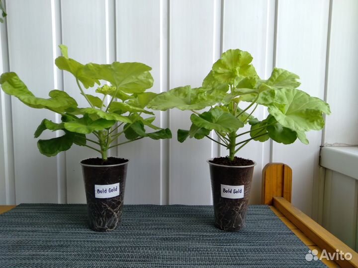 Сортосерия Bold пеларгония (герань)