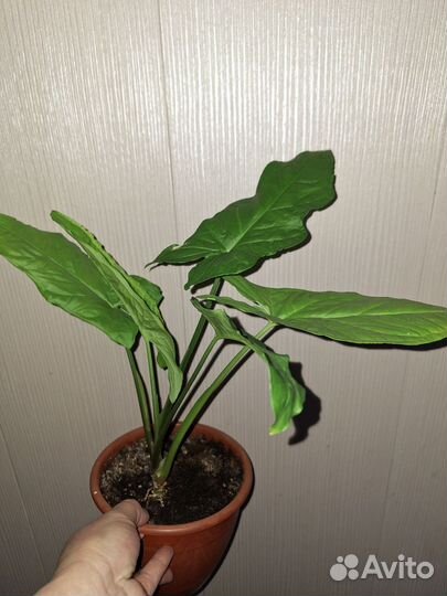 Сингониум Австралия