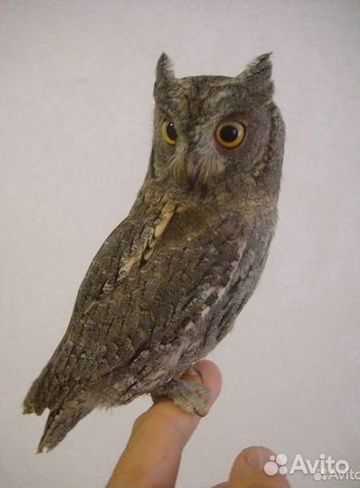 Грозный птиц