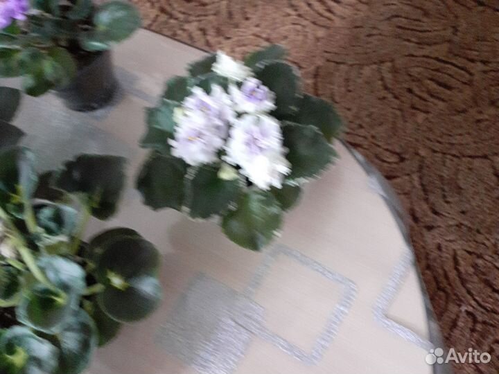 Фиалки сортовые