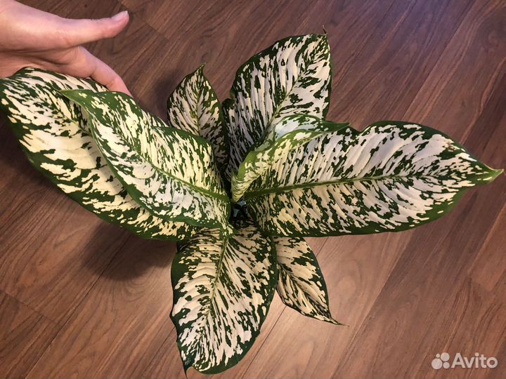 Диффенбахия