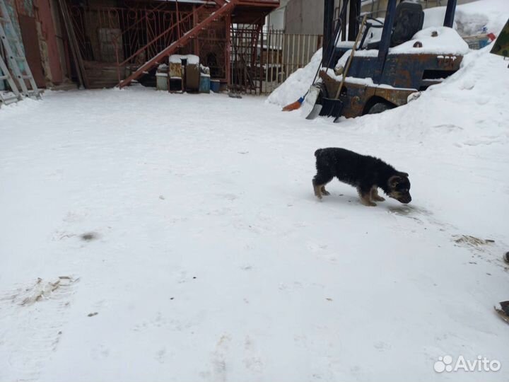 Немецкая овчарка