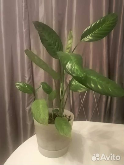 Диффинбахия компакта