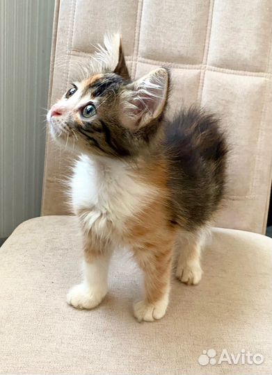 Котенок в самые добрые руки