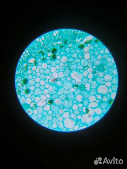 Микроскоп Levenhuk Rainbow 2L