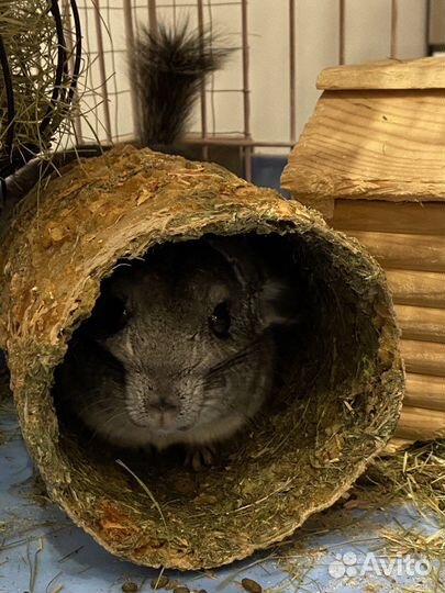 Шиншилла с клеткой, витриной и прочее