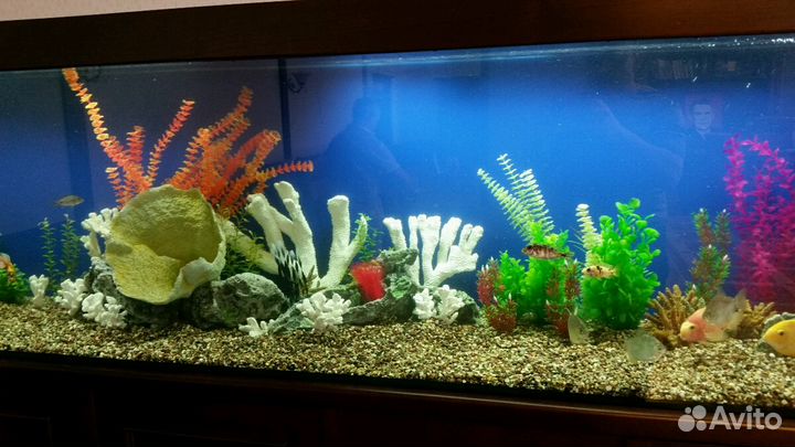 Обслуживание аквариумов