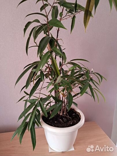 Фикус бенджамина