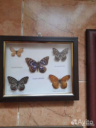 Бабочки в рамках