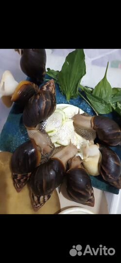 Улитки ахатины