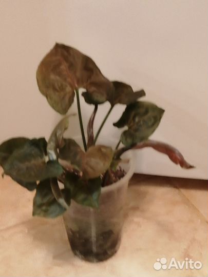 Комнатные растения 5