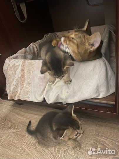 Абиссинские котята