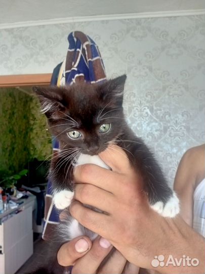 Котенок