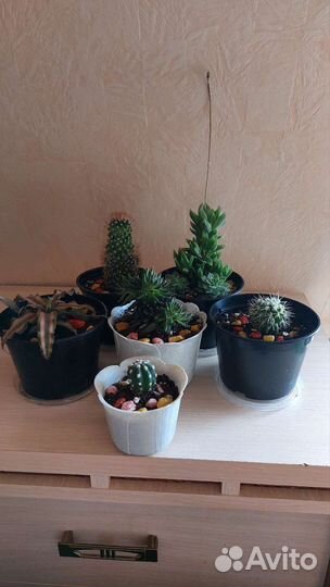 Кактусы микс, суккуленты