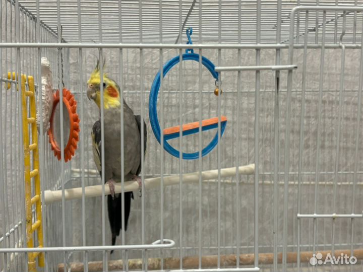 Попугаи корелла с клеткой